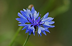 Kornblume