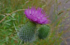 Kratzdistel