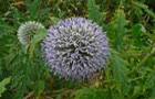 Drüsenlose Kugeldistel