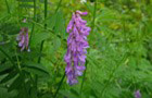 Vogel-Wicke