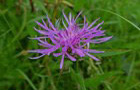Wiesen-Flockenblume