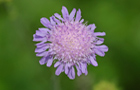 Acker-Witwenblume