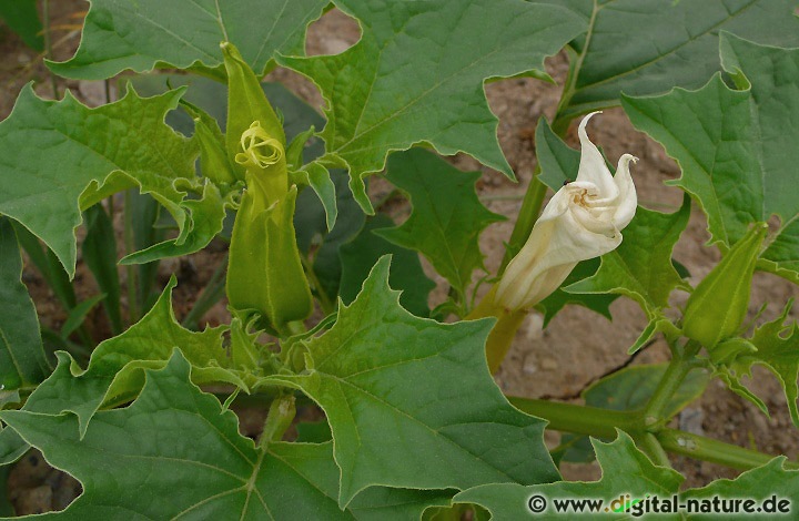 Datura stramonium ist ursprünglich in Nordamerika oder Asien beheimatet