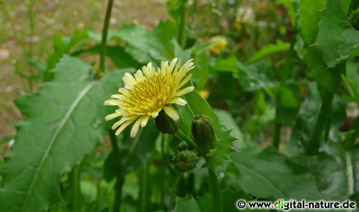 Sonchus oleraceus blüht von Juni bis Oktober an Wegrändern