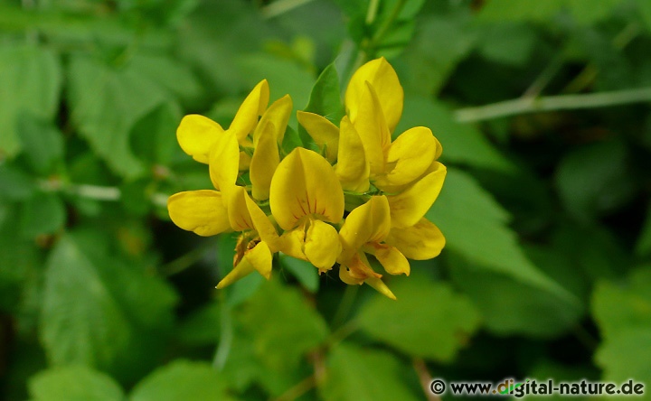 Lotus corniculatus wächst auf Trockenrasen oder in Steinbrüchen