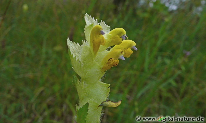 Rhinanthus alectorolophus ist ein Halbschmarotzer