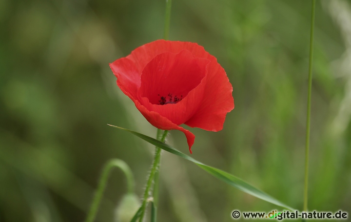Der Klatschmohn ist ein Kulturbegleiter