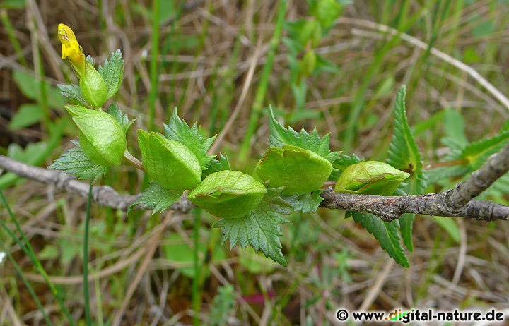 Rhinanthus minor kommt sehr gut mit Überflutungen zurecht