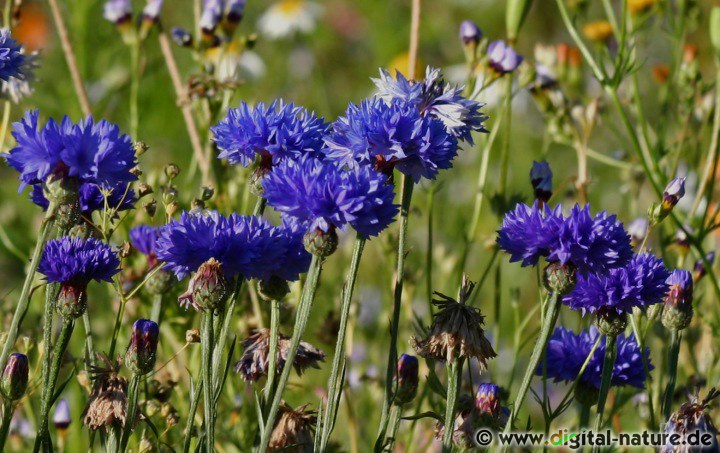 Getrocknete Kornblumen-Blüten in Teemischungen