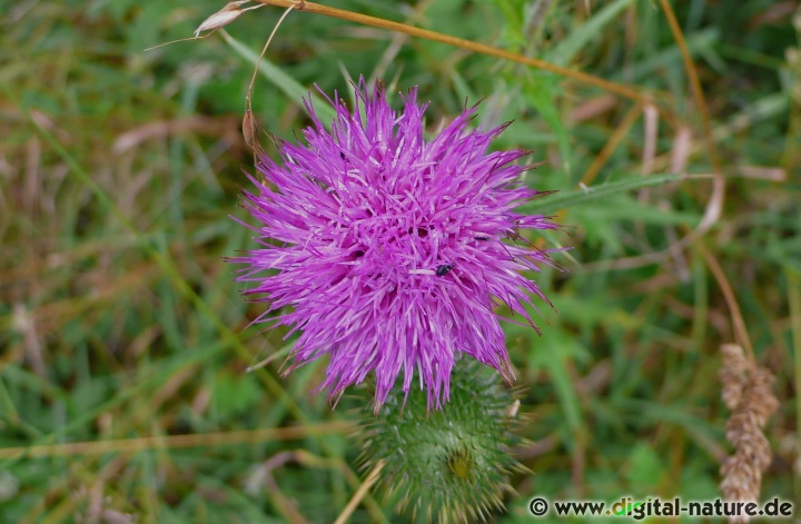Die Raupen vom Distelfalter nutzen die Kratzdistel als Futterpflanze