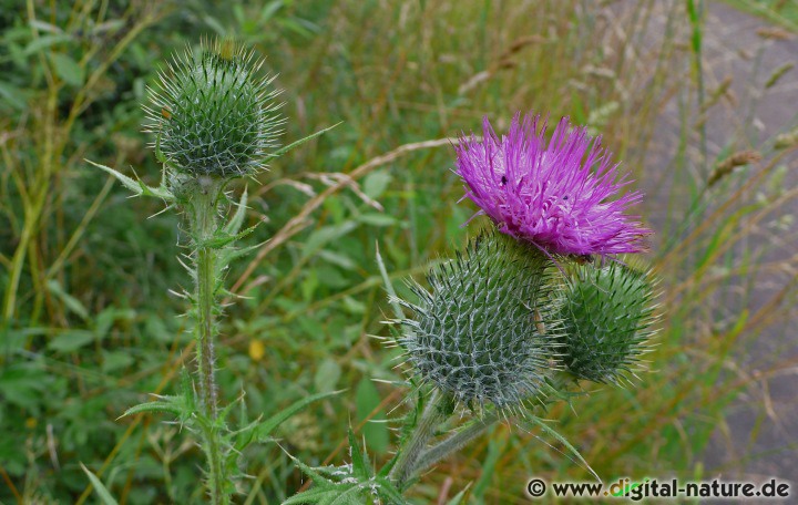 Cirsium vulgare wächst auf nährstoffreichen Weiden