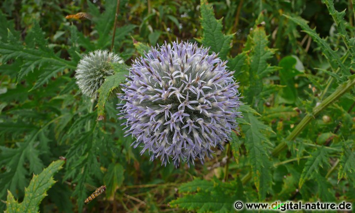 Echinops exaltatus ist ursprünglich in Südost-Europa beheimatet