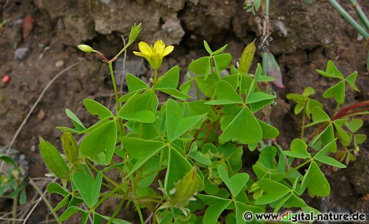Oxalis fontana blüht von April bis September an lehmhaltigen Wegrändern