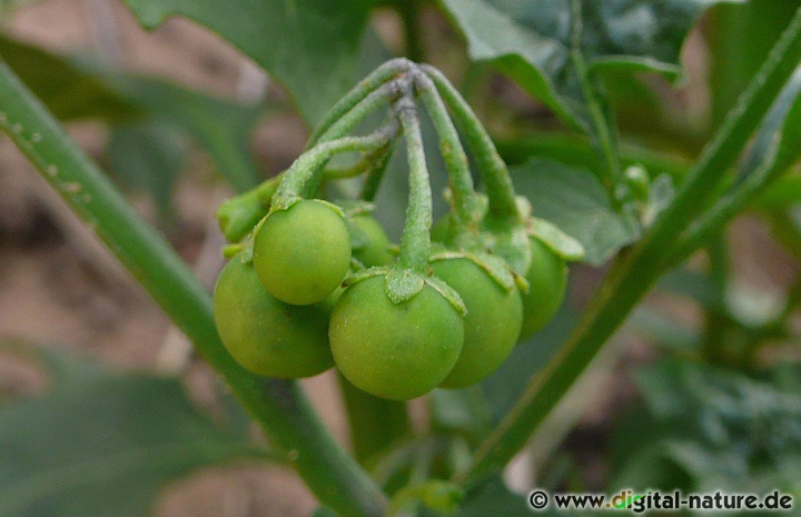 Aufgrund der Giftigkeit wird Solanum nigrum heute nur noch homöopathisch eingesetzt