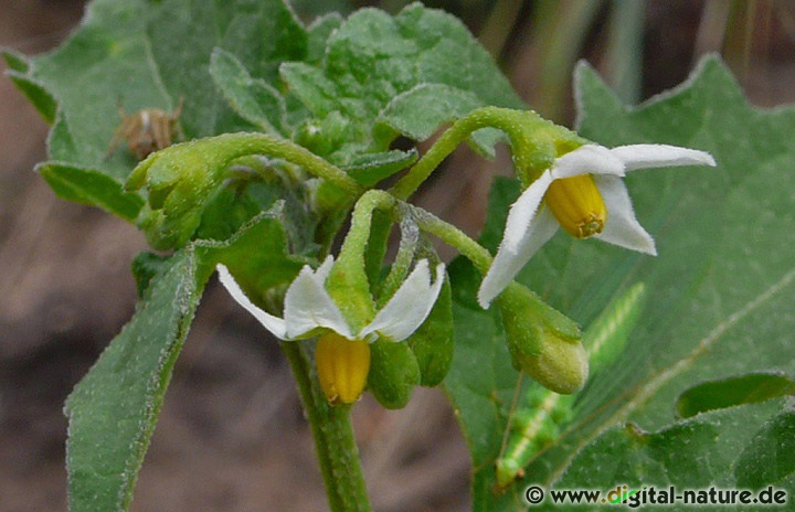 Solanum nigrum war ein Bestandteil der Flug- oder Hexensalben