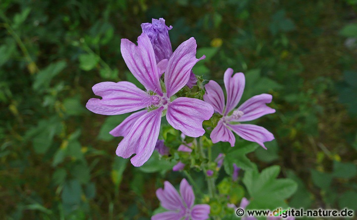 Malva sylvestris ist auch unter dem Namen Große Käsepappel bekannt
