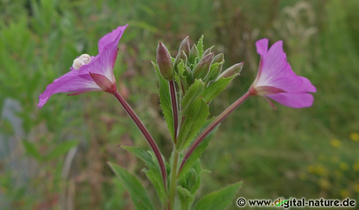 Epilobium hirsutum wächst auf Feuchtwiesen oder im Uferbereich