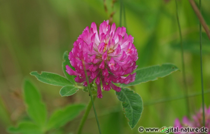 Trifolium medium ist eine bis 50cm große kriechende Staude