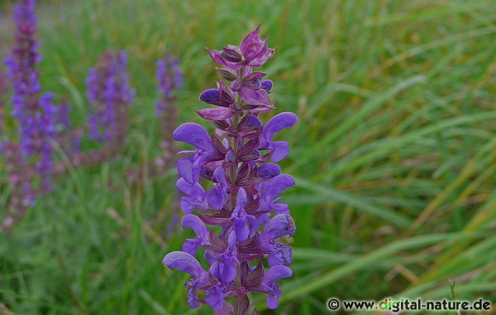 Der Steppen-Salbei (Salvia nemorosa) wächst auf Ruderalflächen