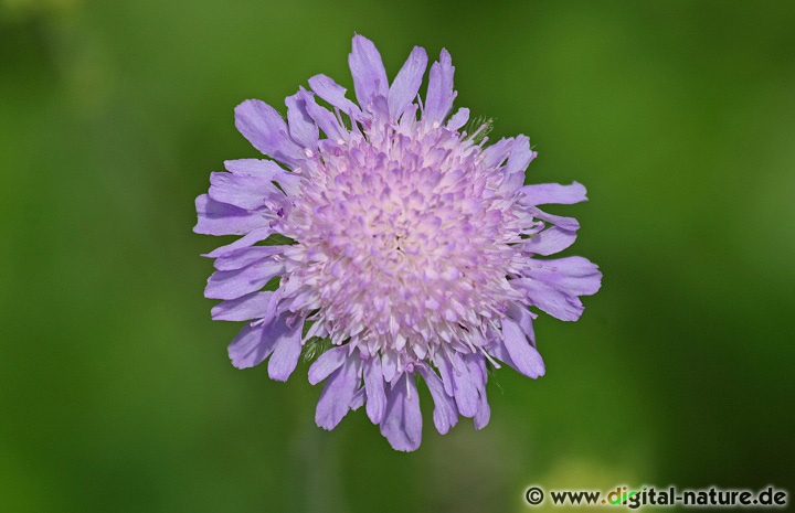 Die Acker-Witwenblume (Knautia arvensis) findet man im Wiesen-Biotop