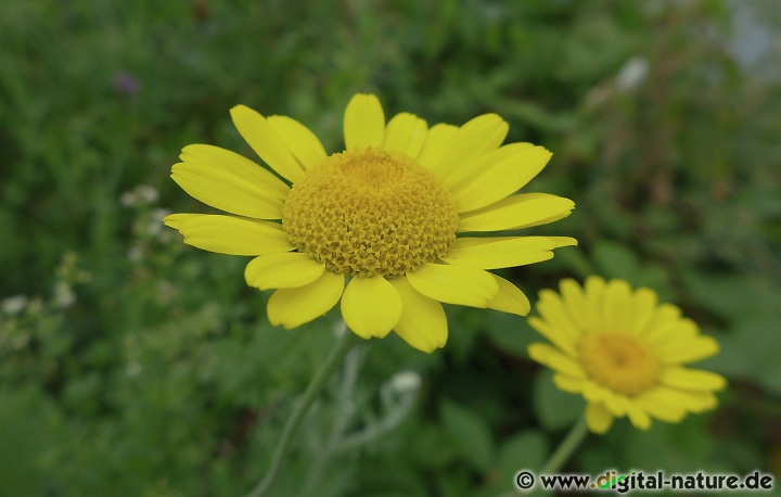 Anthemis tinctoria wächst an Wegrändern oder auf Brachland