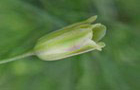 Gemeiner Spargel