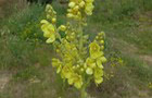 Windblumen-Königskerze