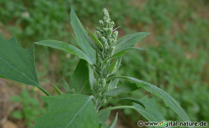 Chenopodium album wächst in Unkrautfluren oder auf Schuttplätzen