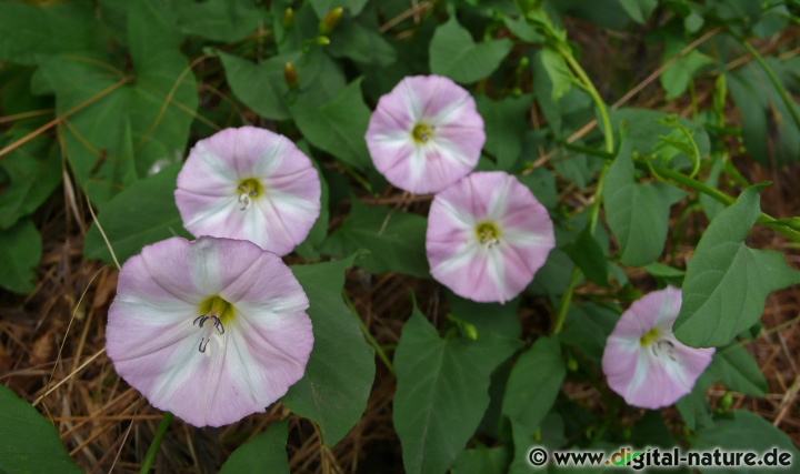 Convolvulus arvensis ist eine linkswindende Kletterstaude