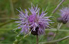 Acker-Kratzdistel