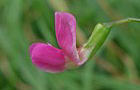 Gras-Platterbse