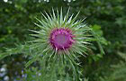 Nickende Distel