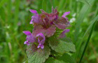 Purpurrote Taubnessel