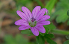 Weicher Storchschnabel