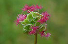 Kleiner Wiesenknopf