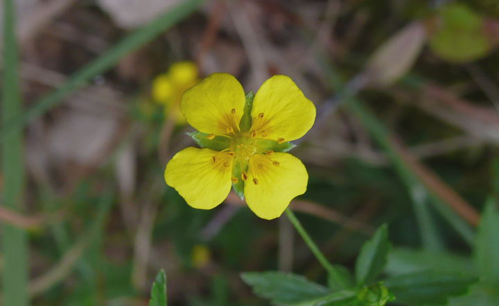 Potentilla erecta blüht von Juni bis September auf Feuchtwiesen