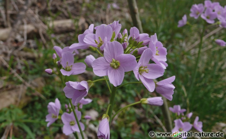 In geeigneten Lebensräumen bildet Cardamine pratensis große Bestände