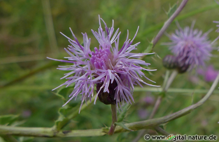 Die Acker-Kratzdistel (Cirsium arvense) wächst auf Ruderalflächen