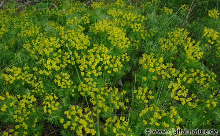 Euphorbia cyparissias blüht von Mai bis September an Wegrändern