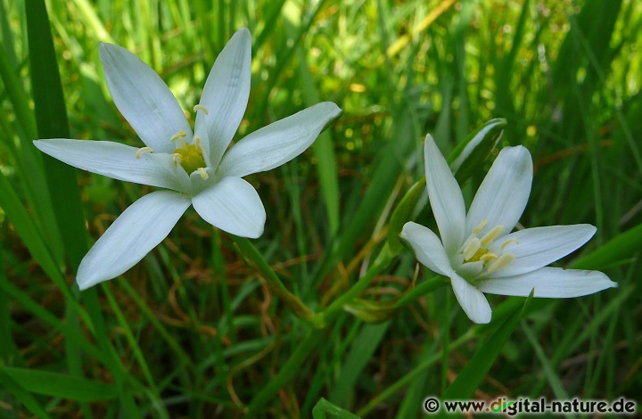 Ornithogalum umbellatum Aggregat (Artengruppe)