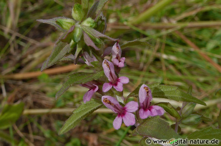 Odontites vernus parasitiert über das Wurzelsystem andere Pflanzen