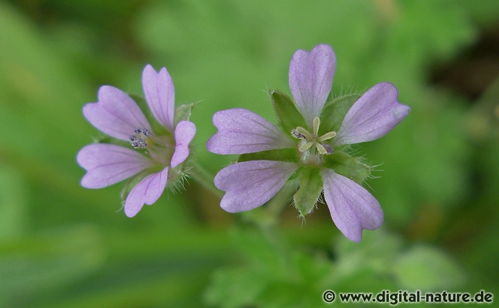 Der Kleine Storchschnabel (Geranium pusillum) wächst im Siedlungsbereich