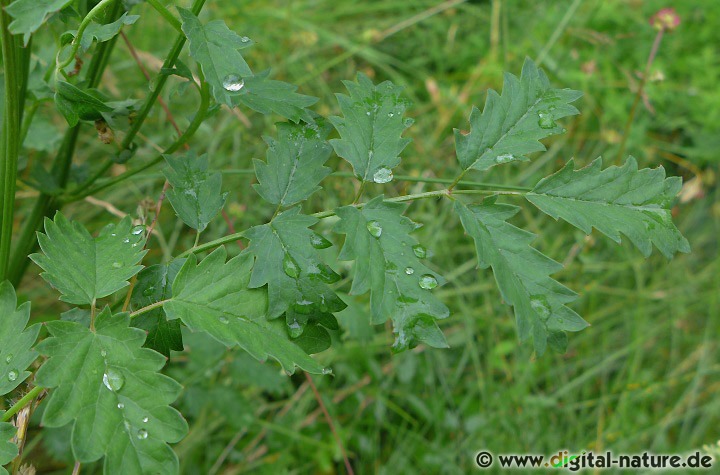 Pimpernell ist eine typische Bauerngartenpflanze