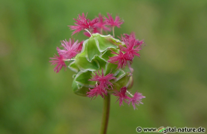 Der Kleine Wiesenknopf blüht von Mai bis August im Wiesen-Biotop