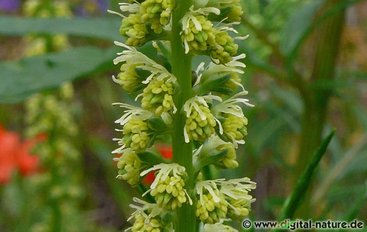 Reseda luteola gilt seit der Jungsteinzeit als Kulturbegleiter