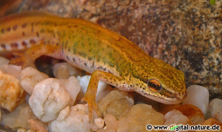 Lissotriton helveticus ist unser kleinster heimischer Molch