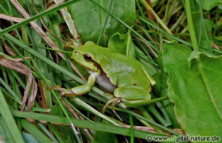 In früheren Zeiten glaubte man der Laubfrosch könne das Wetter vorhersagen