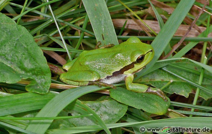 Hyla arborea ist unser einziger Froschlurch mit Klettervermögen