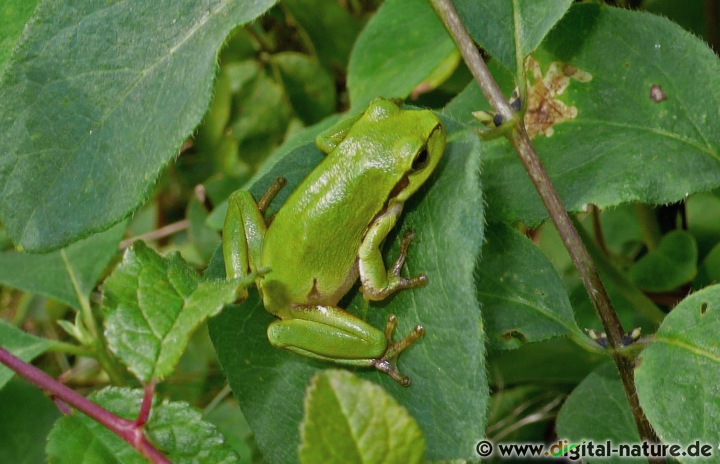 Der Europäische Laubfrosch besiedelt stark besonnte Auewälder