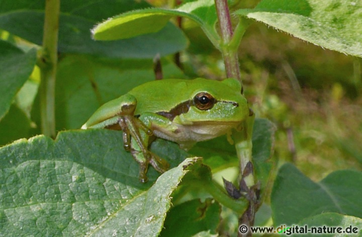 Hyla arborea überwintert ab Oktober in Erdhöhlen